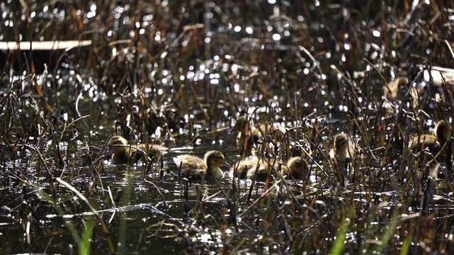 Tiny ducklings waddle through shallow, sunlit marshwater. Dense reeds surround them, offering shelter and texture. Their downy feathers gleam in the golden, dappled light. They move cautiously