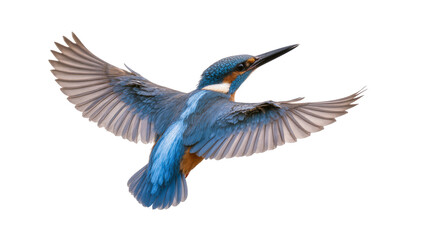 Fototapeta premium Blue feathered Kingfisher bird in flight with extended wings