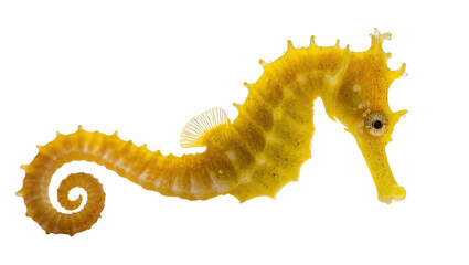 Golden Yellow Seahorse with Curled Tail and Delicate Fins © Isolde