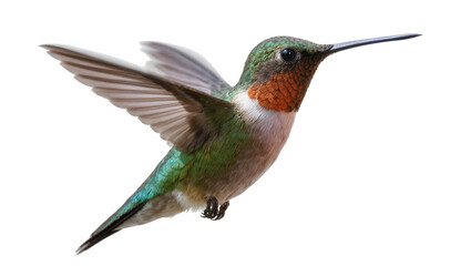 Vibrant Rufous-tailed Hummingbird in Flight with Extended Wings © Isolde