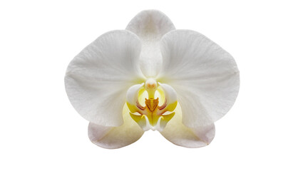 Delicate white orchid blossom with yellow center and intricate details © Isolde