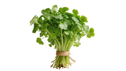 Fototapeta premium Bound bunch fresh watercress leaves with twine
