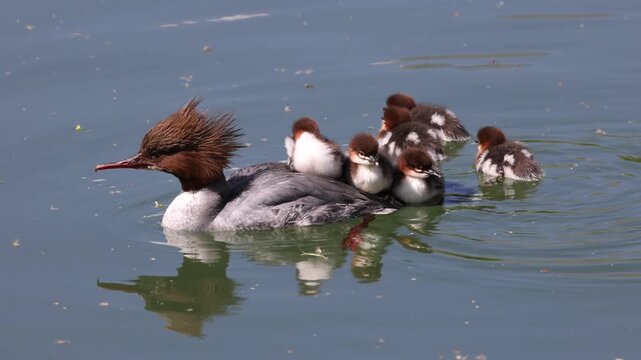 View of a female common merganser swimming in calm water with several ducklings resting on its back and one following behind in Mulhouse, Grand Est, France.