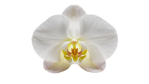 Delicate white orchid blossom with yellow center and intricate details