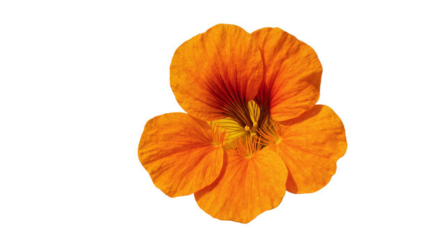 Vibrant orange flower with yellow center and delicate petals