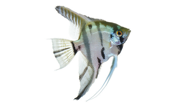 Silver striped Angelfish swimming gracefully with fins extended