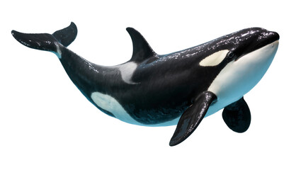 Black white Orca whale figurine floating in water © Isolde