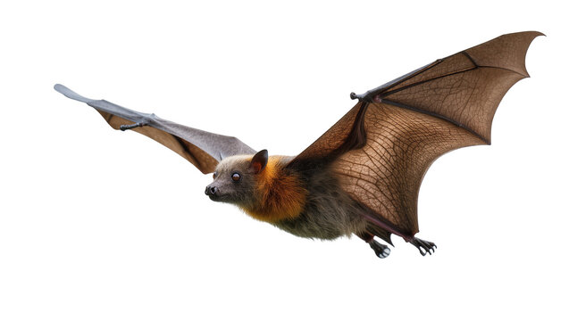 Flying Brown Fruit Bat with Extended Wings and Furry Body