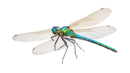 Vibrant iridescent Damselfly with delicate translucent wings © Isolde