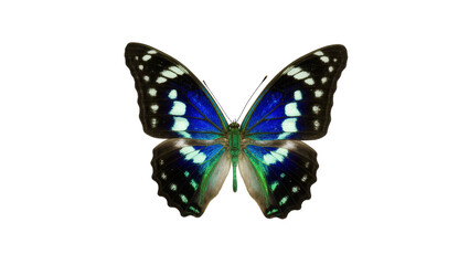 Blue iridescent butterfly with white spots and green accents © Isolde