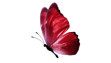 Crimson red Butterfly with delicate wings and slender antennae © Isolde