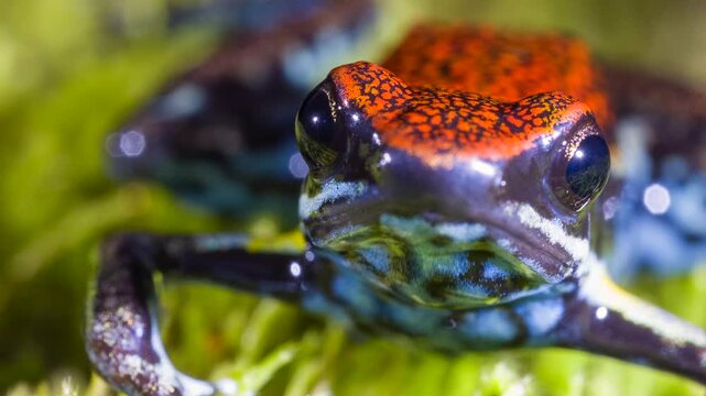 Ecuadorian Poison Frog (Ameerega bilinguis), Close-up. In rainforest, Orellana province, Ecuador.