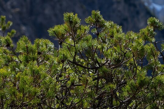 mountain pine (Pinus mugo)