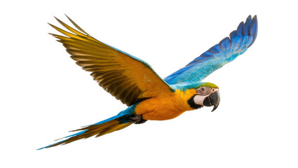 Blue and Gold Macaw Parrot Flying with Spread Wings © Isolde