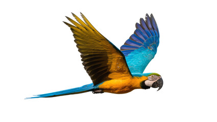 Blue and Gold Macaw Parrot Flying with Open Wings © Isolde