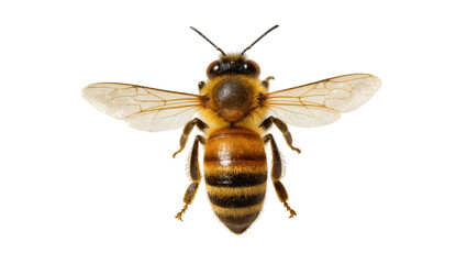 Fototapeta premium Honeybee with Extended Wings and Fuzzy Body