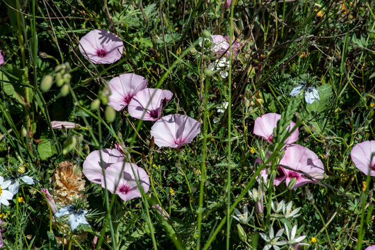 Convolvulus althaeoides, m&aacute;s conocida como correhuela rosa, es una enredadera perenne procedente de la regi&oacute;n mediterr&aacute;nea,