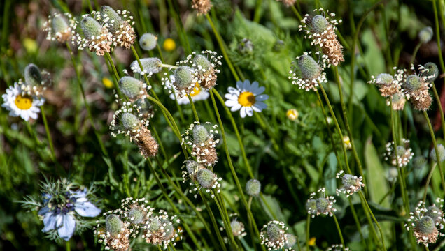Llant&eacute;n menor o siete venas (Plantago lanceolata). es una especie de planta herb&aacute;cea perenne nativa de Europa, Am&eacute;rica y Asia occidental donde crece en terrenos secos, taludes y bordes de caminos.