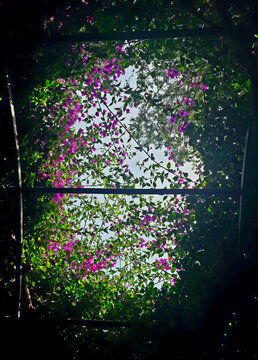 Bougainvillea Blooms