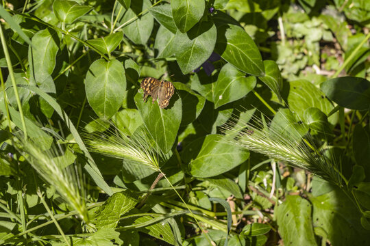 Farfallina con un&rsquo;ala rovinata sull&rsquo;erba