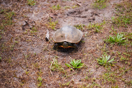 Florida red-bellied turtle (Pseudemys nelsoni) is a large herbivorous freshwater turtle found in southern and coastal Georgia.
