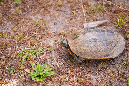 Florida red-bellied turtle (Pseudemys nelsoni) is a large herbivorous freshwater turtle found in southern and coastal Georgia.