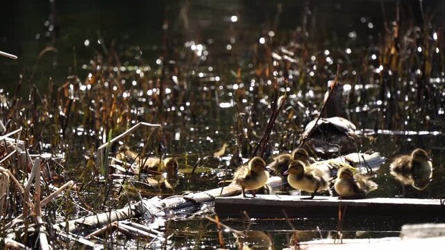 Sunlight glints off water's surface. Mother duck watches from a log. Young ducklings follow close behind. They navigate reeds and shallow water. Nature's quiet rhythm captured in motion