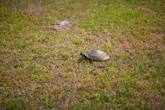 Florida red-bellied turtle (Pseudemys nelsoni) is a large herbivorous freshwater turtle found in southern and coastal Georgia.