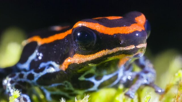 Reticulated Poison Frog (Ranitomeya ventrimaculata), Ecuador. Close-up. In the rainforest, Orellana province, Ecuador.