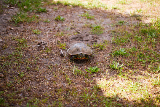 Florida red-bellied turtle (Pseudemys nelsoni) is a large herbivorous freshwater turtle found in southern and coastal Georgia.