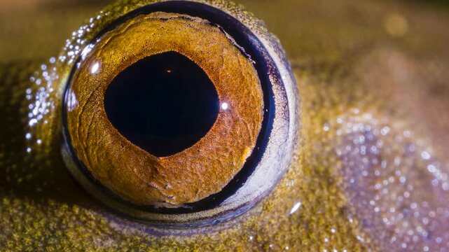 Close up of eye of the Map Treefrog (Boana ventrimaculata). Blinking and showing its characteristic reticulated nictitating membrane.  In the rainforest, Orellana province, Ecuador.
