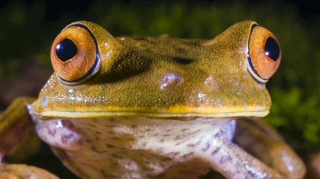 Close up of the head of the Map Treefrog (Boana ventrimaculata). In the rainforest, Orellana province, Ecuador.
