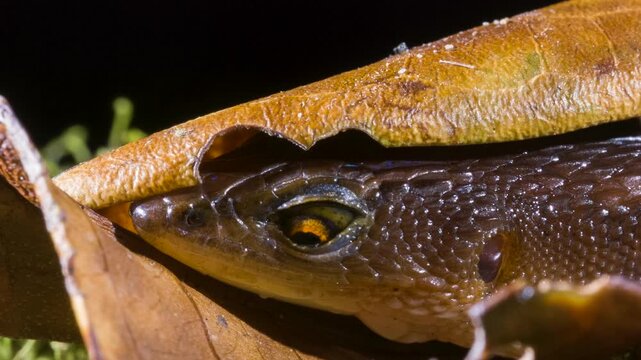 Alopoglossus angulatus, a tiny lizard .In the leaf litter in the rainforest Orellana province, Ecuador.