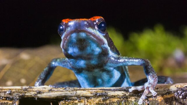 Ruby Poison Frog (Ameerega parvula), Rain drops fall onto the frog which blinks. In rainforest, Orellana province, Ecuador.