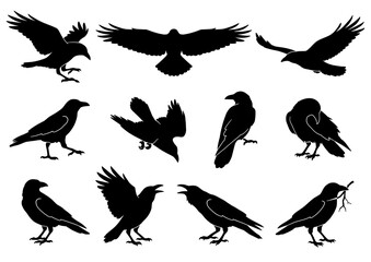 Obraz premium bird silhouettes isolated on white background