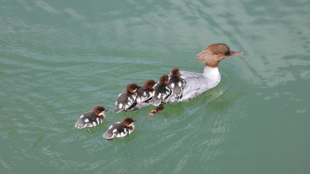 View of a female common merganser swimming in green water with several ducklings riding on her back in Mulhouse, Grand Est, France.
