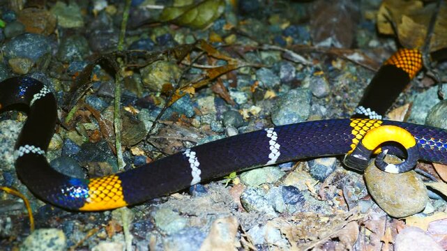 Hemprich's Coral Snake (Micrurus hemprichii), A venomous snake in the rainforest, Yasuni National Park, Orellana province, Ecuador