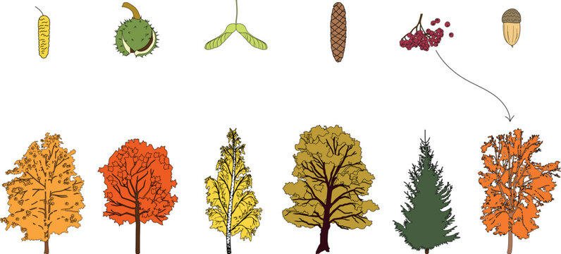 Educational matching game of trees and seeds in flat style: Horse Chestnut (Aesculus hippocastanum), Maple (Acer platanoides), Birch (Betula pendula), Oak ( Quercus robur), Spruce (Picea abies), Rowan