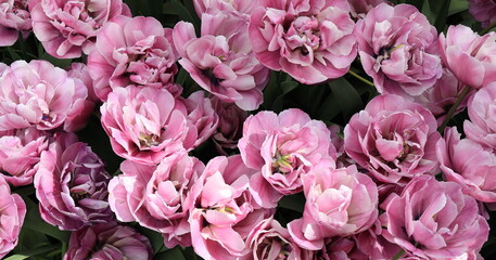 Mauve 'Blue Diamond' Tulips at the Keukenhof Flower Garden, Netherlands © Monica