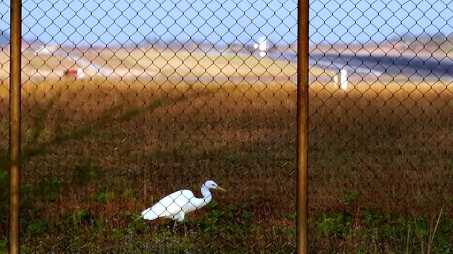 White egret walks behind chain-link fence. Grass fields stretch behind airport runway. Bird moves slowly, unaware of human presence. Perfect for nature or travel content. Unobtrusive wildlife scene