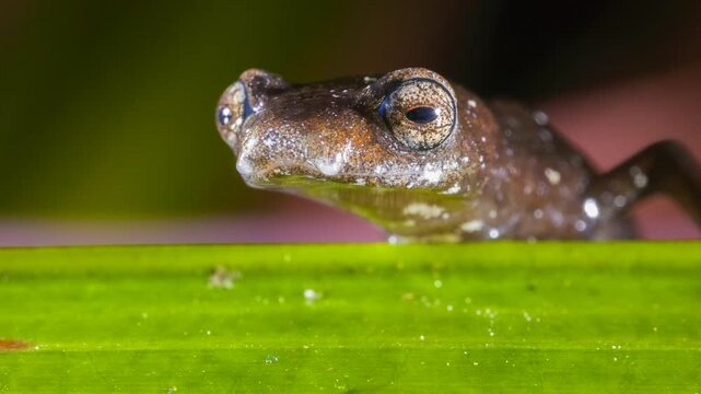 Peruvian Climbing Salamander (Bolitoglossa peruviana) walking along a leaf. In Orellana province, Ecuador
