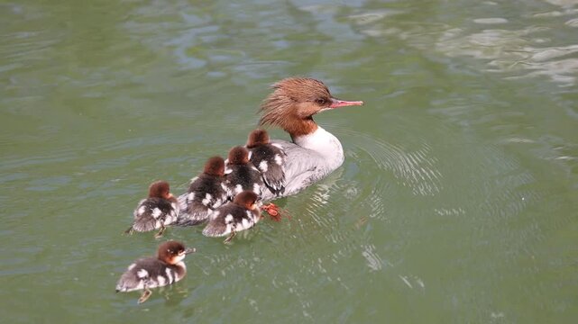 View of a female common merganser swimming in green water with ducklings riding on her back and following behind in Mulhouse, Grand Est, France.