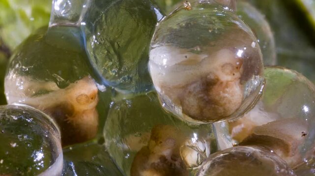 Clutch of eggs  of the Amazonian Monkey Frog (Agalychnis hulli), Suspended on a leaf above a pool in the rainforest. The tadpoles are developing within the transparent egg membrane. Amazonian Ecuador