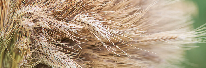 Naklejka premium Close Up Detailed Cluster Of Dry Wheat Heads And Long Awns With Fine Hair Like Textures Against Soft Green Background.