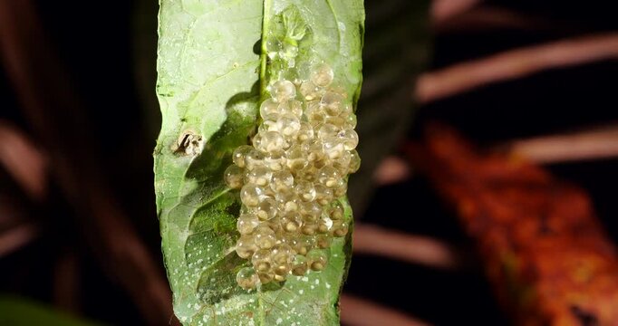 Clutch of eggs  of the Amazonian Monkey Frog (Agalychnis hulli), Suspended on a leaf above a pool in the rainforest. The tadpoles are developing within the transparent egg membrane. Amazonian Ecuador