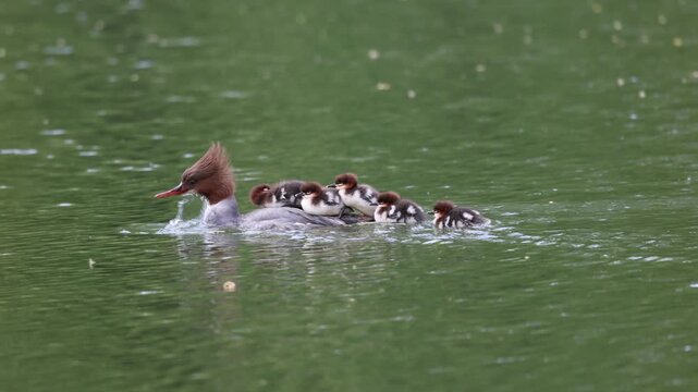 View of a common merganser swimming on a lake with ducklings on its back and in the water in Mulhouse, Grand Est, France.