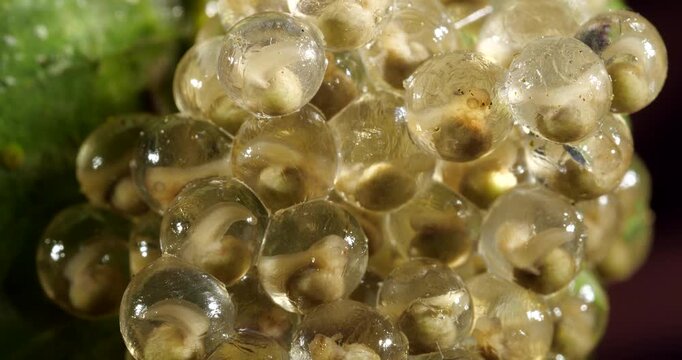 Clutch of eggs  of the Amazonian Monkey Frog (Agalychnis hulli), Suspended on a leaf above a pool in the rainforest. The tadpoles are developing within the transparent egg membrane. Amazonian Ecuador