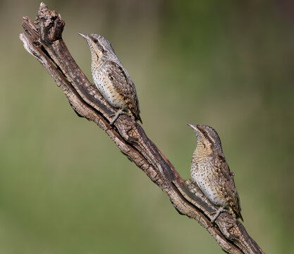 Unusual shot of a Eurasian Wryneck (Jynx torquilla) pair, showing subtle sexual dimorphism in plumage.