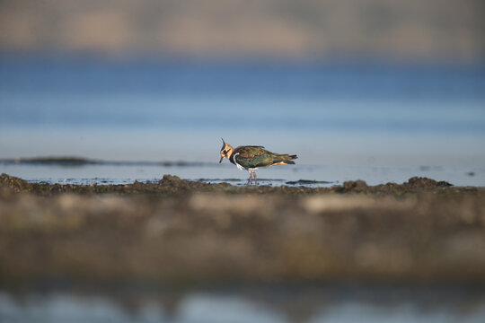 Adult Northern Lapwing (Vanellus vanellus) standing in shallow water near the shore, showing its iridescent feathers.
