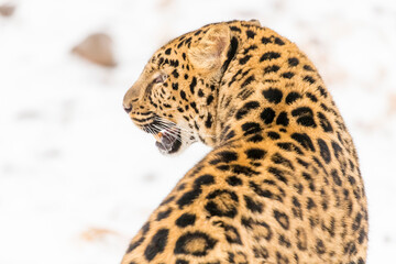 Naklejka premium Grace in the Frost: The Amur Leopard on the Hunt